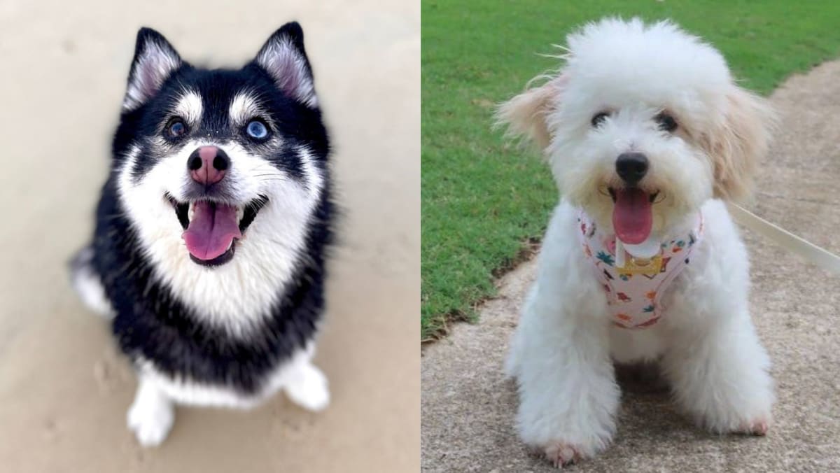 Husky maltipoo mix sales